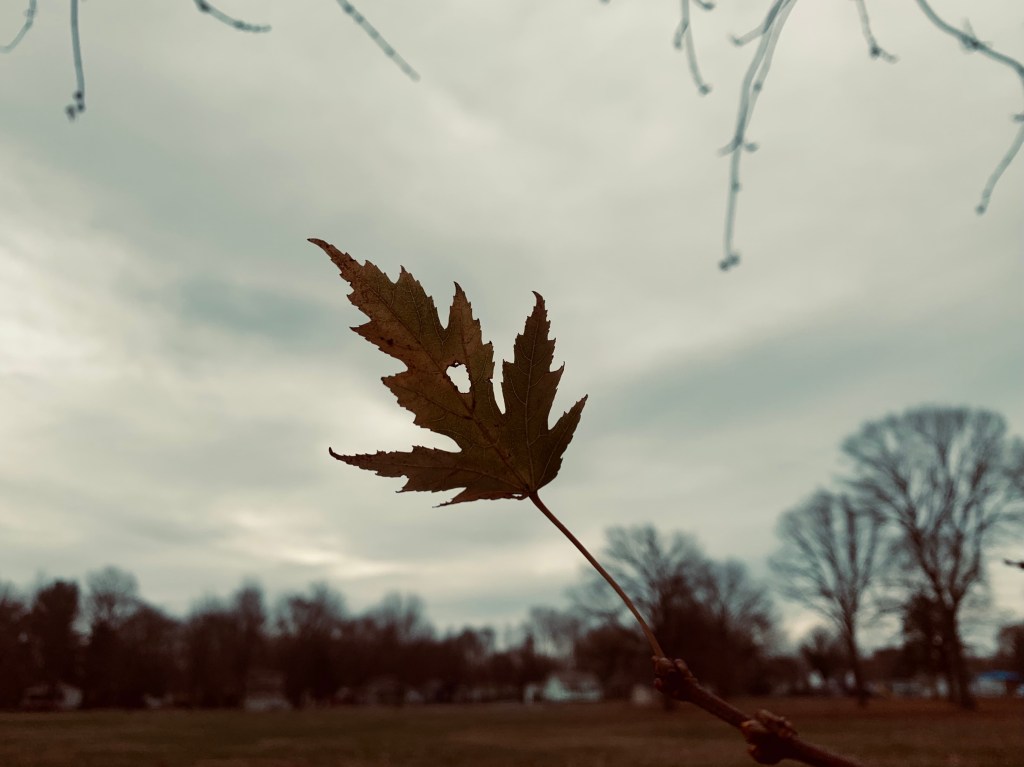 One Leaf: An End of Year Blessing